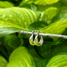 Sterling Silver Hoop earrings with 4 rows of wire twisted. 15 mm wide traditional back closure