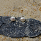 7-8 mm freshwater pearl post earrings setting on top of oyster shell. Nickel Free Earrings